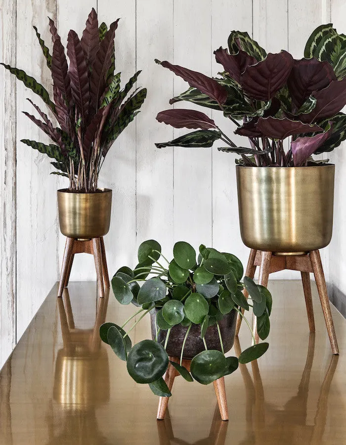 Brass Plant Pot On A Wooden Stand